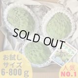 沖縄産のアテモヤ〜沖縄野菜の通販販売-沖縄の野菜卸専門店- 沖縄産のアテモヤ〜沖縄野菜の通販販売-沖縄の野菜卸専門店-