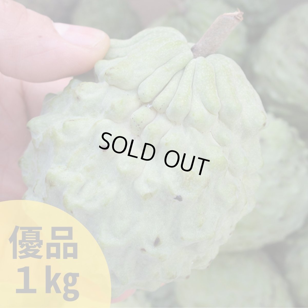 画像1: （優品）アテモヤ 約１kg とってもあま〜い山のアイスクリーム【配達日指定不可】沖縄県産 【発送は12月頃〜】 (1)