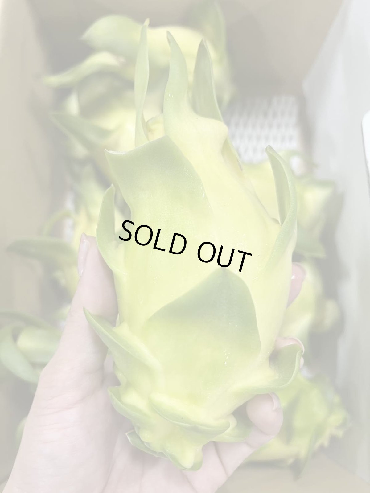 画像2: 【今季初！】ゴールデンドラゴンフルーツ （白）　2キロ4〜8玉 (2)