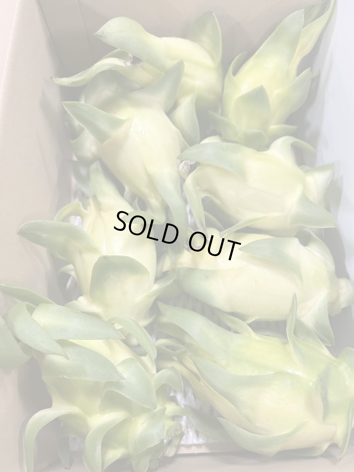 画像3: 【今季初！】ゴールデンドラゴンフルーツ （白）　2キロ4〜8玉 (3)