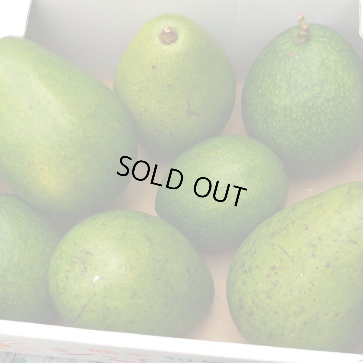 画像3: 【追加入荷!】沖縄産  アボガド  1kg〜1.3kg 前後 (4〜5玉入り) (3)