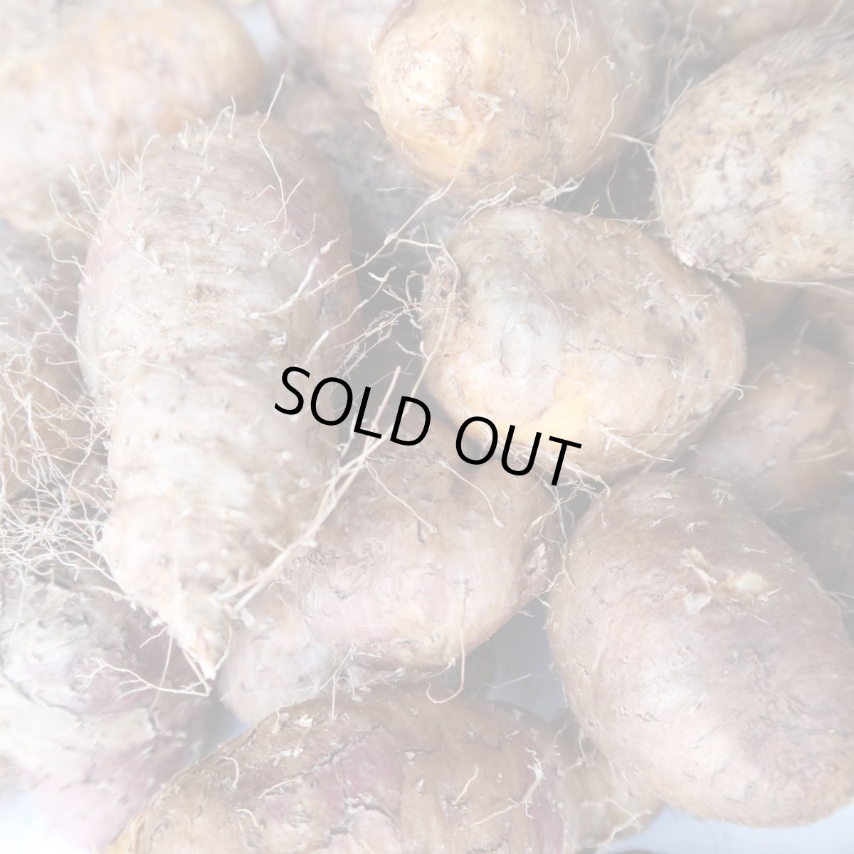 画像4: 【再入荷】琉球自然薯「クーガ芋」５ｋｇ　究極のスタミナ芋　極ウマ　【すぐ発送】 (4)