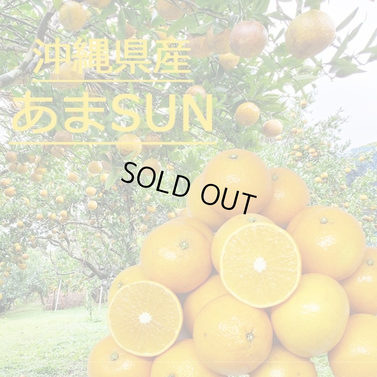 画像1: 【予約開始】あまSUN 秀品 5kg (M〜４L　白箱）お歳暮に最適　☆送料無料☆（予約商品12月中旬〜発送予定） (1)