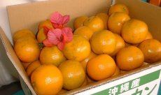 画像1: 沖縄県産タンカン　秀品2ｋｇ詰め　お試しサイズ指定なし　お歳暮（御歳暮）にも最適な贈り物   (1)