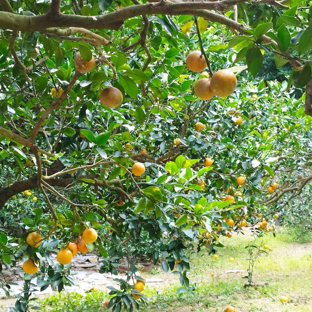 画像3: ☆先行予約☆沖縄県産タンカン　秀品1ｋｇ詰め　Lサイズ　お歳暮（御歳暮）にも最適な贈り物   (3)