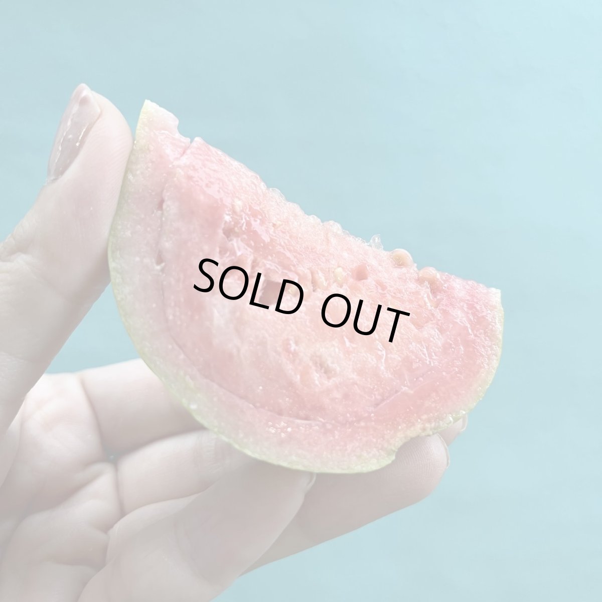 画像1: 今年初入荷！「超希少」グァバ  約1.２kg 　赤白選べません！ (1)