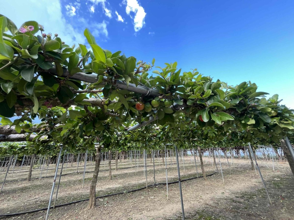 画像2: アセロラ １kg ビタミンCの王様 沖縄県産 冷凍 バラ (2)