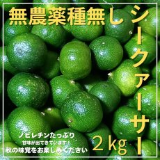 画像1: ≪種無し無農薬≫シークワーサー2ｋｇ　ノビレチンたっぷり！すぐ発送！ (1)