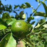 沖縄産 シークワサー〜沖縄野菜の通販販売-沖縄の野菜卸専門店-
