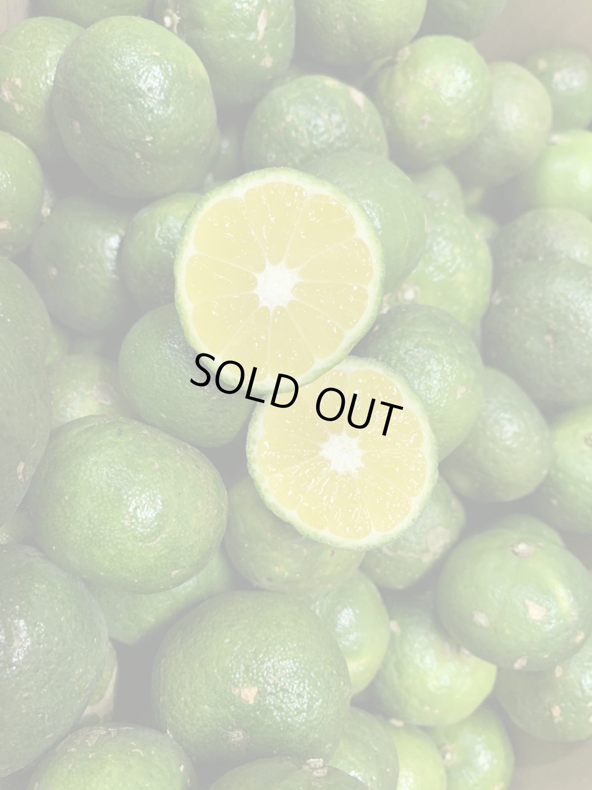 画像2: ☆タイムセール☆　種無しシークワーサー3kg　ノビレチンたっぷり！ (2)