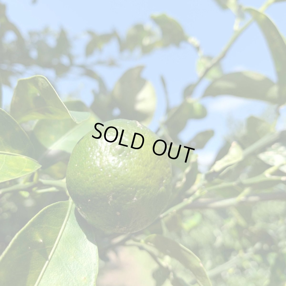 画像2: ☆タイムセール☆≪種無し≫　シークワーサー2ｋｇ　ノビレチンたっぷり！ (2)