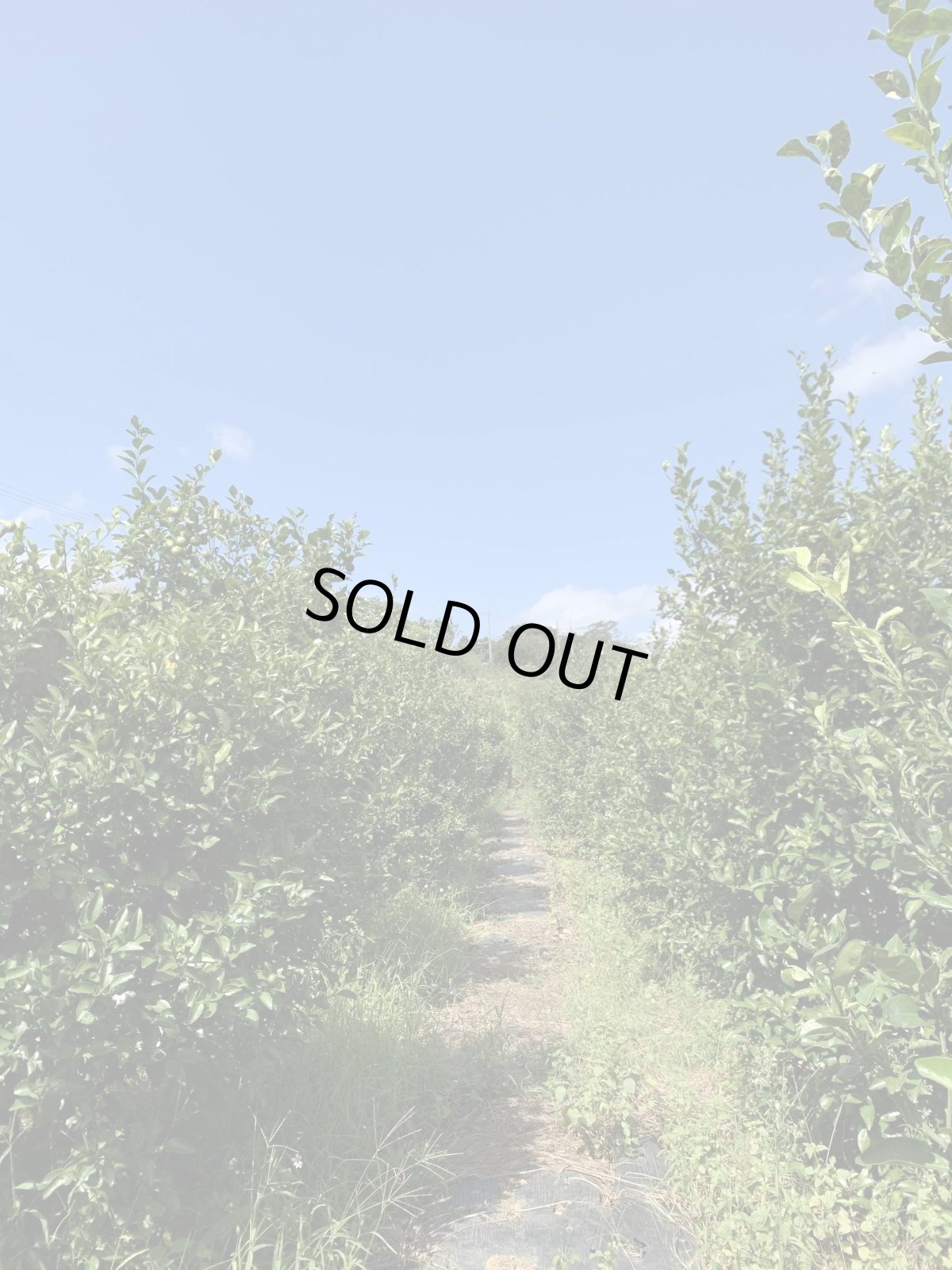 画像4: ☆タイムセール☆≪種無し≫　シークワーサー2ｋｇ　ノビレチンたっぷり！ (4)