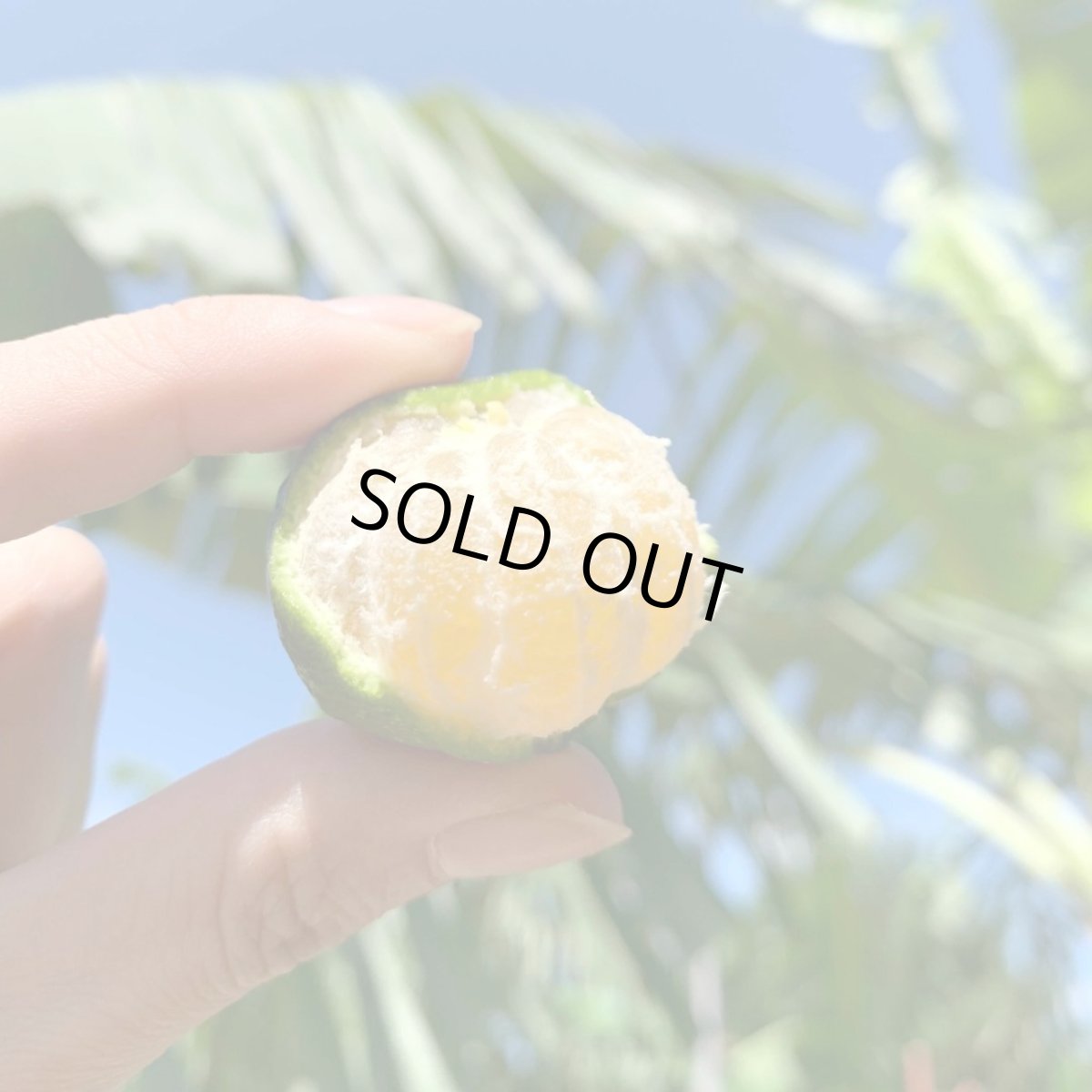 画像4: ☆タイムセール☆　種無しシークワーサー3kg　ノビレチンたっぷり！ (4)