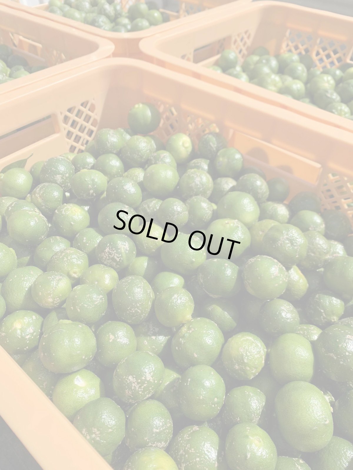 画像3: ☆タイムセール☆　種無しシークワーサー3kg　ノビレチンたっぷり！ (3)