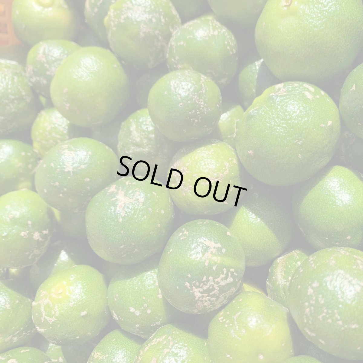 画像4: ☆タイムセール☆　≪これは便利・種無し≫　種無しシークワーサー1kg　　ノビレチンたっぷり！ (4)