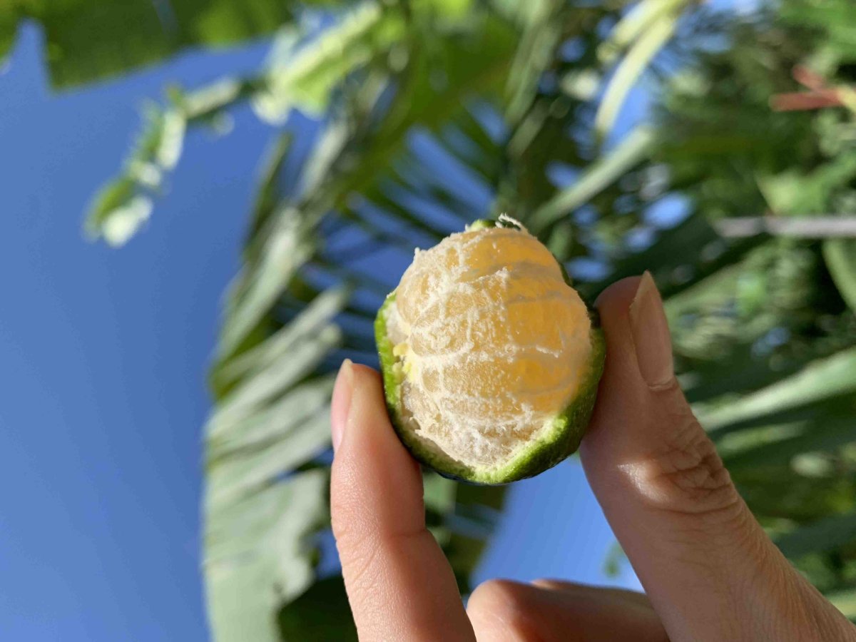 画像4: 沖縄特産　シークワーサー1ｋg　ノビレチンたっぷり (4)