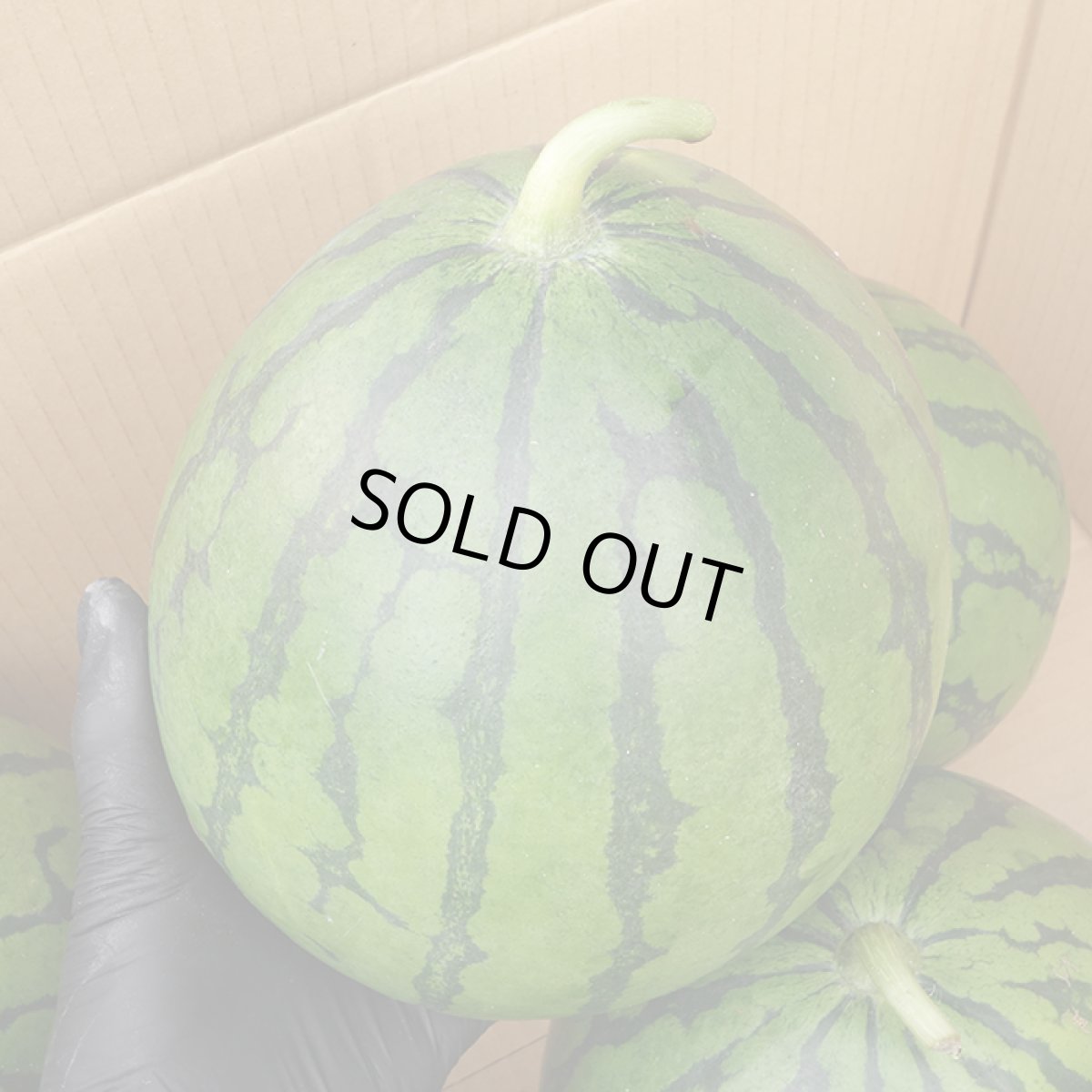 画像3: 【予約商品】11月末発送 ☆ピノガール☆　2kg 前後　バイヤーおススメ  ☆お歳暮やギフトに最適☆今帰仁スイカ (3)