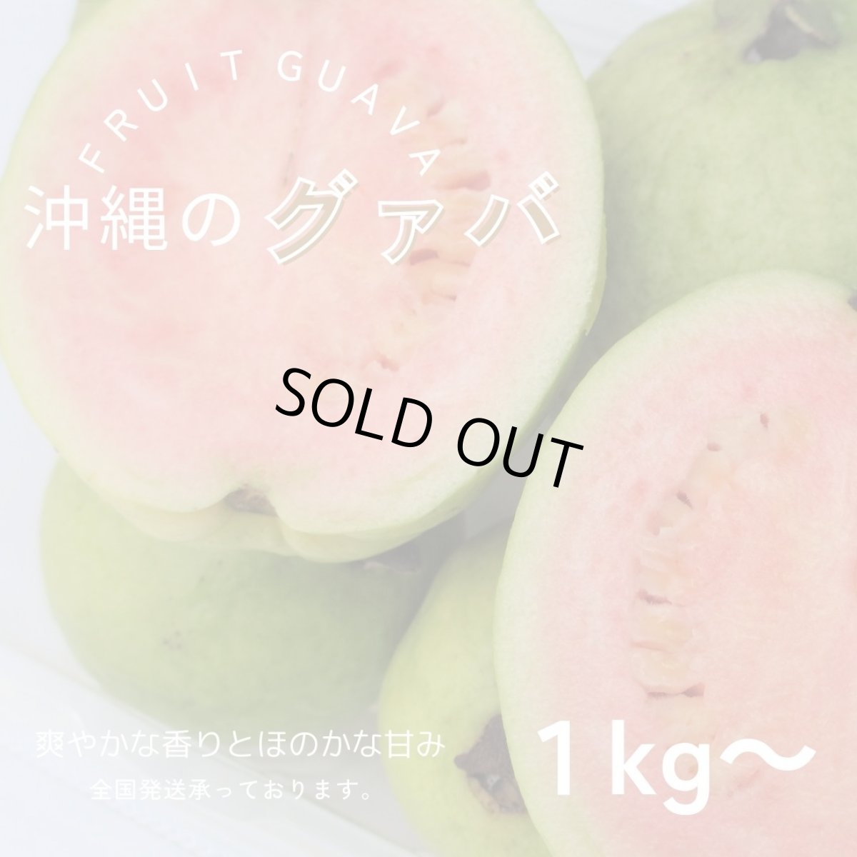 画像1: 再入荷！訳ありフルーツグァバ  約１kg 　※今季残りわずか！　赤白選べません！ (1)