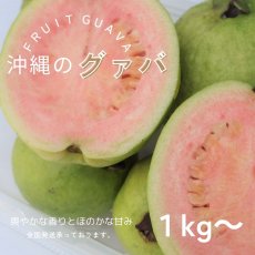 画像1: 再入荷！訳ありフルーツグァバ  約１kg 　※今季残りわずか！　赤白選べません！ (1)