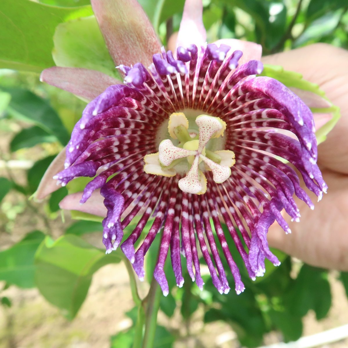 画像5: 【希少品種】ミズレモン約　500g（５〜８個入り）☆沖縄県産　数量限定　化粧箱入り　入荷次第発送 (5)