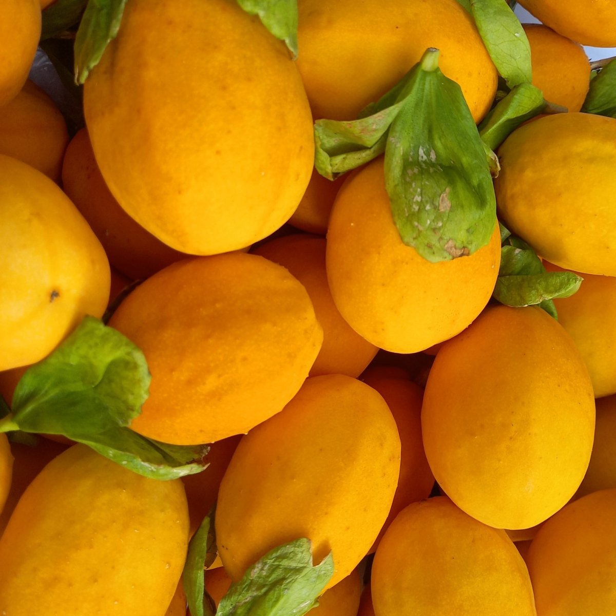 画像2: 【希少品種】ミズレモン約　500g（５〜８個入り）☆沖縄県産　数量限定　化粧箱入り　入荷次第発送 (2)