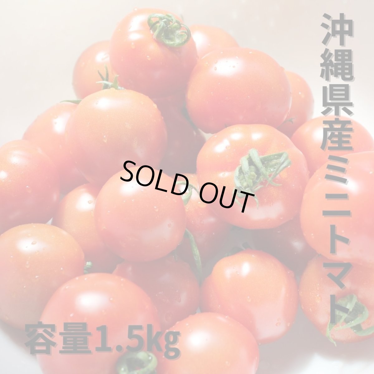 画像1: ミニトマト　1.5kg【沖縄のプチトマト】 (1)