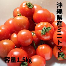 画像1: ミニトマト　1.5kg【沖縄のプチトマト】 (1)