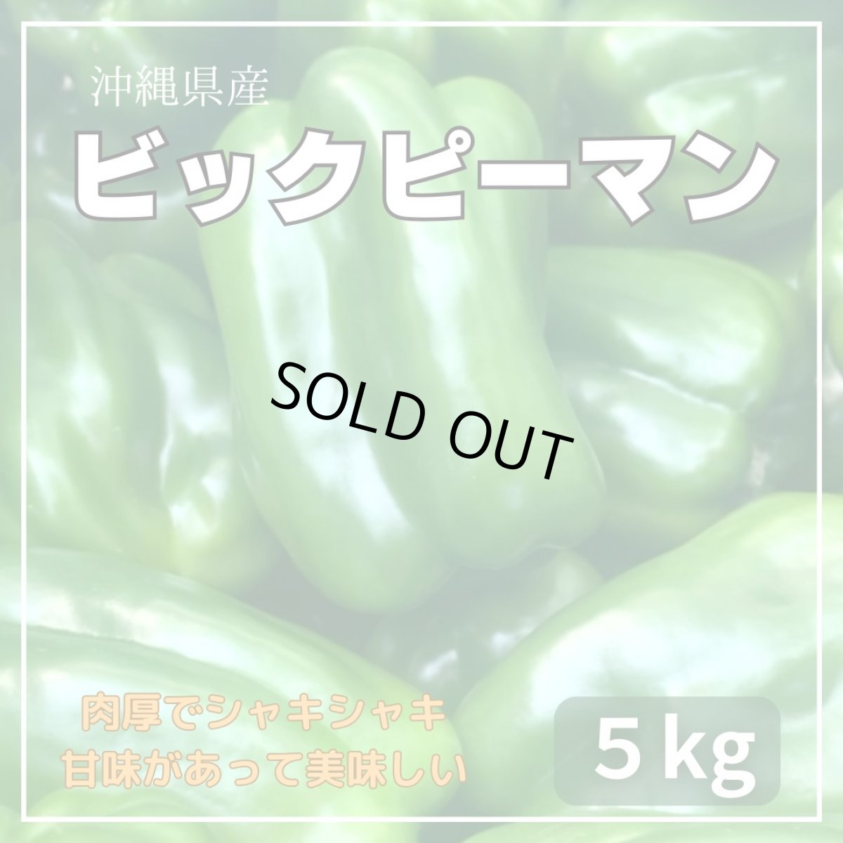 画像1: 沖縄県産 ビックピーマン 約5ｋｇ　甘くてモリモリ食べられる (1)