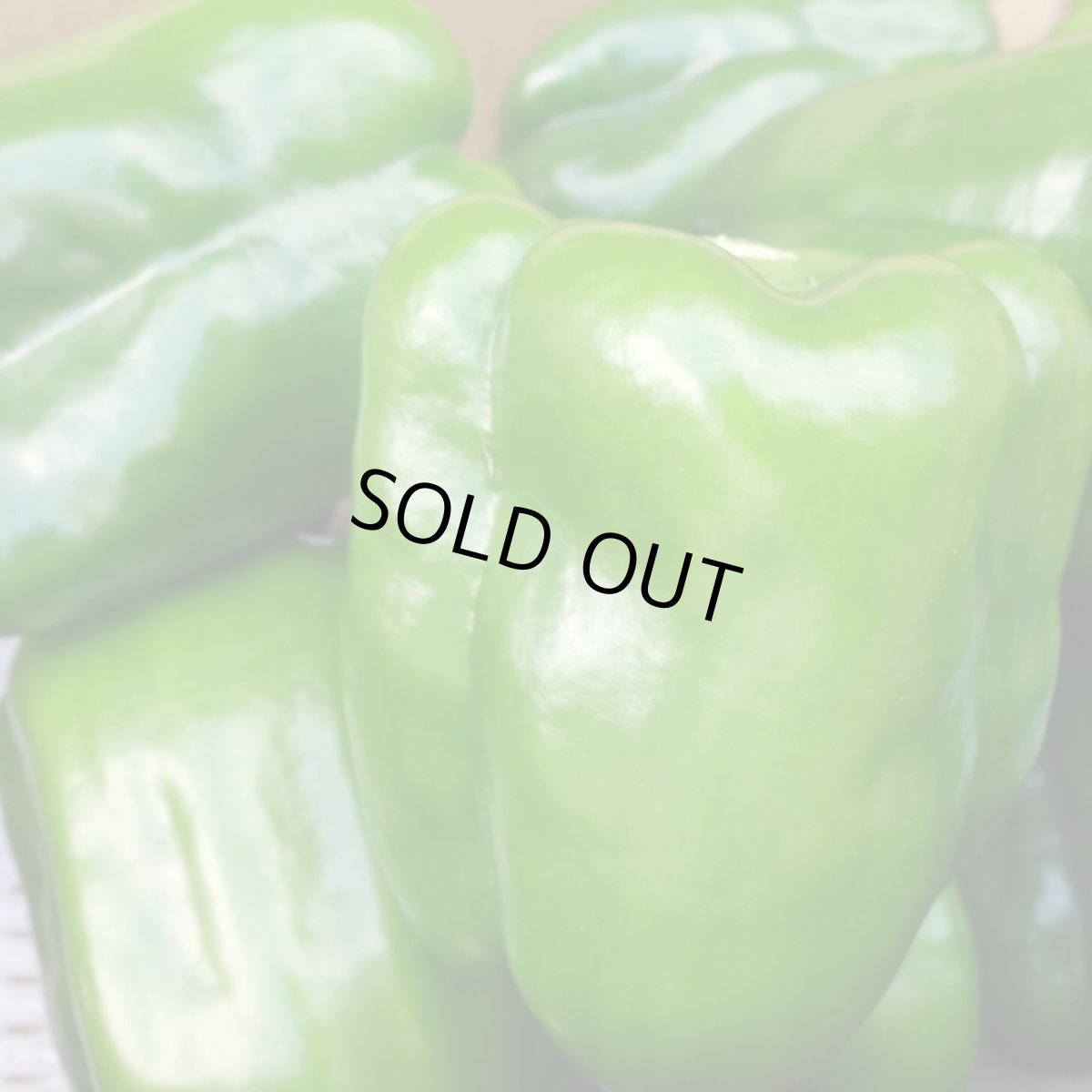 画像3: 沖縄県産 ビックピーマン 約5ｋｇ　甘くてモリモリ食べられる (3)