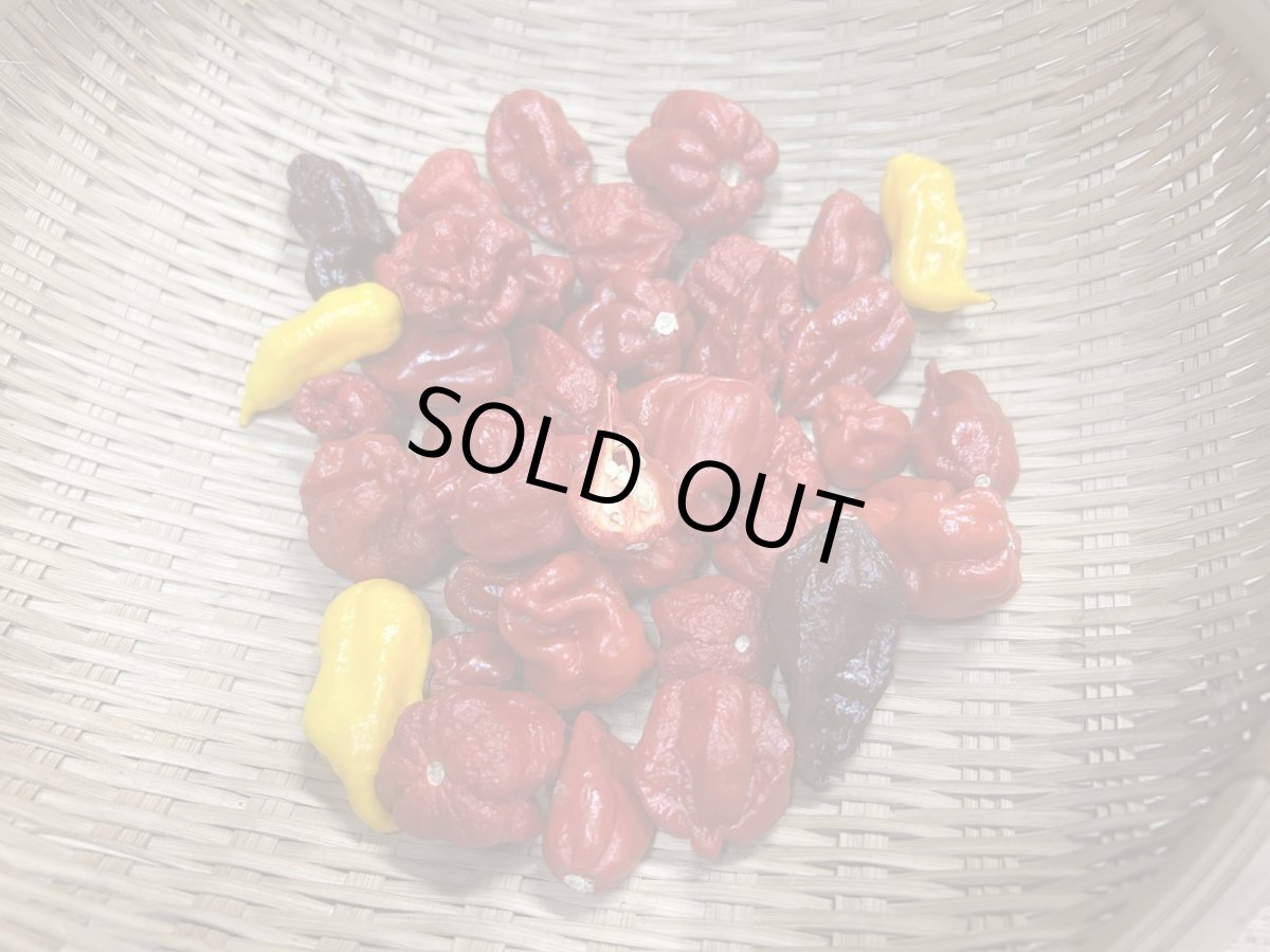 画像2: 激辛唐辛子　ジョロキア100ｇ　冷凍便発送 (2)