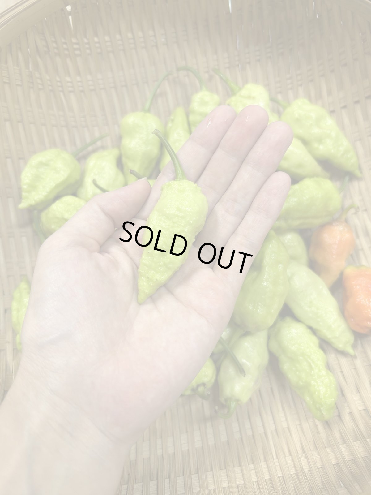 画像4: 激辛唐辛子　ジョロキア100ｇ　冷凍便発送 (4)