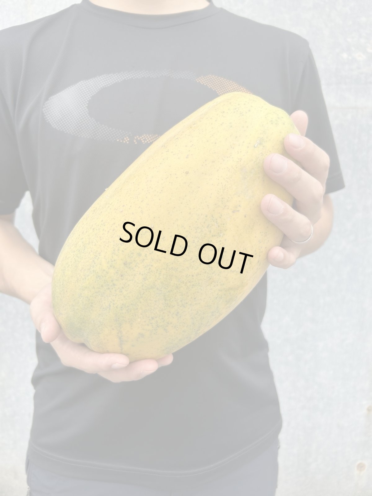 画像2: フルーツパパイヤ　大玉　1玉1.4〜２kg前後　甘くて食べやすい (2)