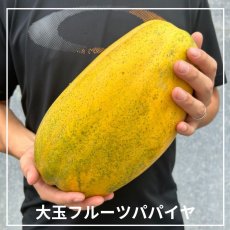 画像1: フルーツパパイヤ　大玉　1玉1.4〜２kg前後　甘くて食べやすいサンライズ種 (1)