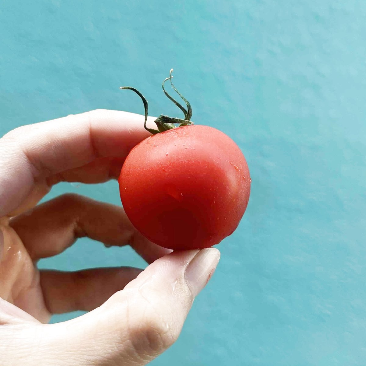 画像3: 美らSUNトマト　１ＰＣ150g×8ＰＣ　計1.2kg　クボタファーム糸満　パキッと食感の新鮮で甘くて美味しい！☆おすすめ商品☆ (3)