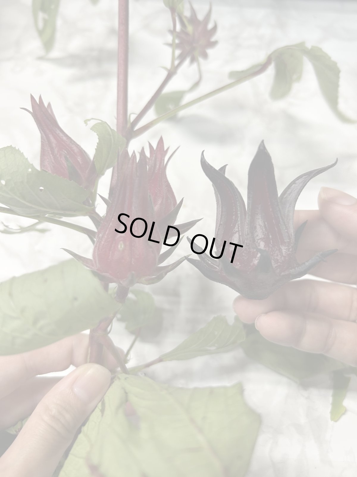 画像4: 幻の黒ローゼル　500ｇ　ここでしか買えない (4)