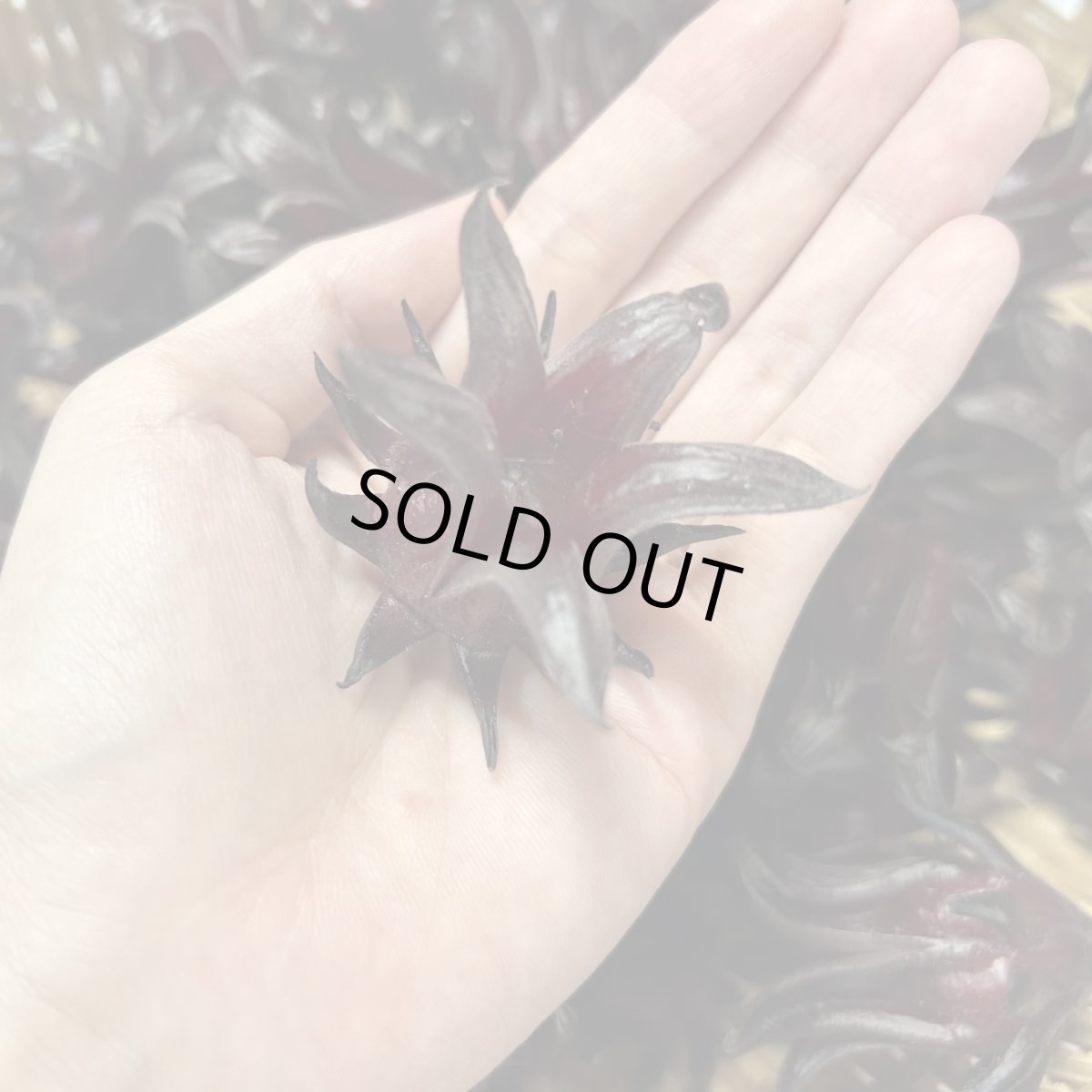 画像2: 幻の黒ローゼル　500ｇ　ここでしか買えない (2)