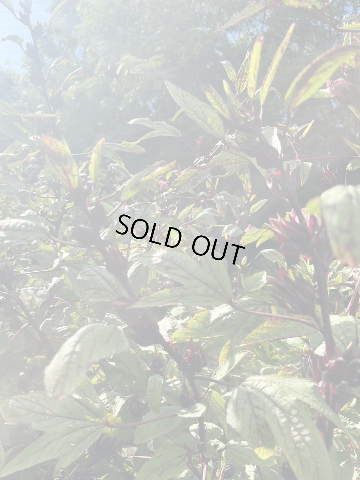 画像5: 幻の黒ローゼル　500ｇ　ここでしか買えない (5)