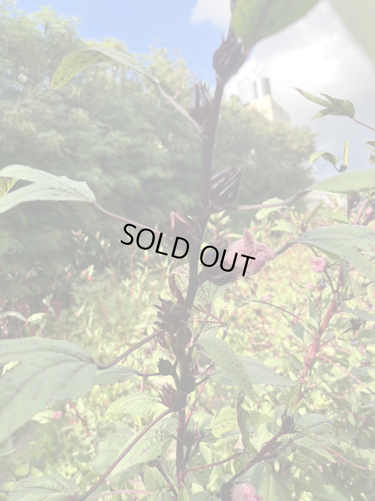 画像6: 幻の黒ローゼル　500ｇ　ここでしか買えない (6)