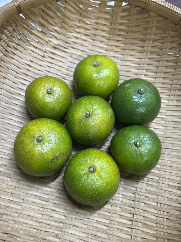 希少商品】沖縄県産 オートー 約 2kg 昔ながらの沖縄みかん