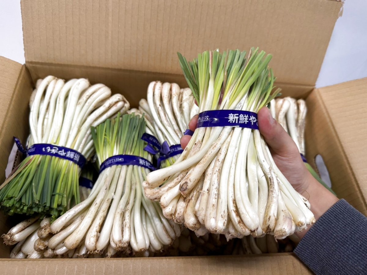 画像5: 大人気の伊江島産　島らっきょう ４kg　お酒と相性抜群！バラでの発送になっております (5)