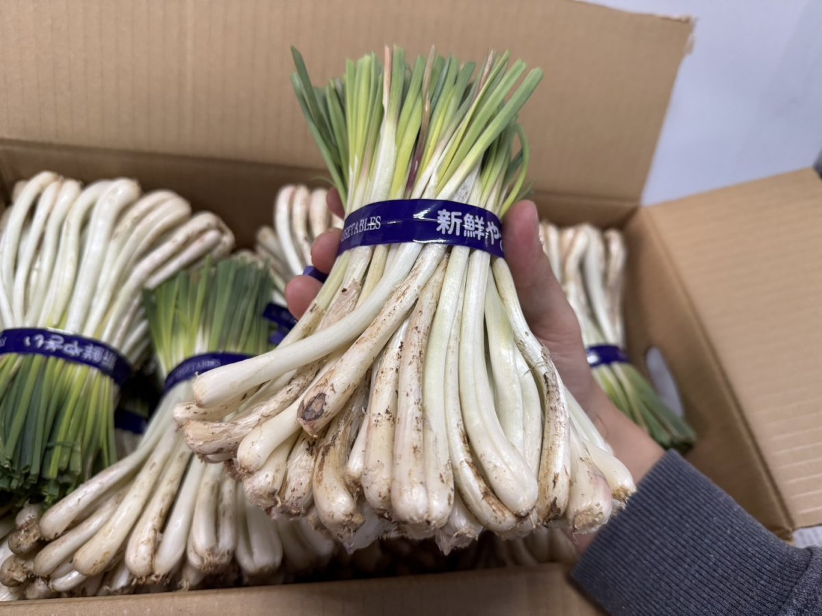 画像5: 「スペシャルセール」伊江島産島らっきょう　 2kg　お酒と相性最高！バラでの発送になっております (5)