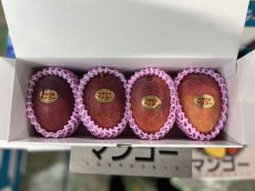 画像4: 【先行予約】宮古島産アップルマンゴー　優品　２kg（４〜８玉）　【早割10％オフ】 (4)