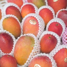 画像2: 特別価格☆たっぷり満腹 家庭用☆ 完熟アップルマンゴー4.5kg　☆９〜14玉☆　発送6月末〜8月下旬頃 (2)