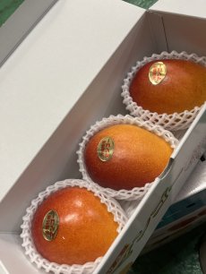 画像3: 【先行予約】沖縄県産アップルマンゴー　優品　1kg（２〜４玉）　発送6月末〜8月下旬頃 (3)