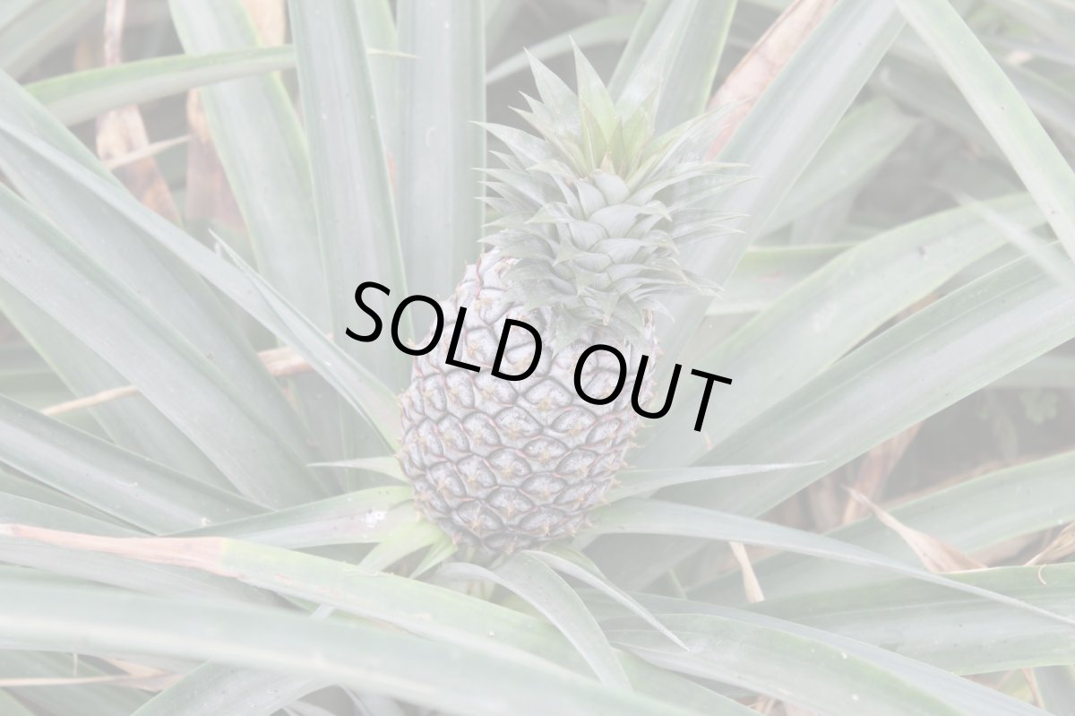 画像2: 沖縄産ゴールドバレル　大人買い 1ケース9kg（5〜8玉入り）お買い得商品数量限定　（入荷次第発送） (2)