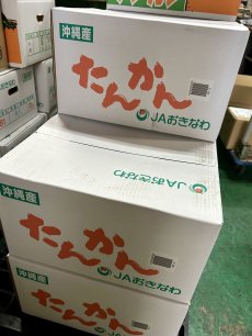 画像3: ＪＡ選果　優品Ｌ・Ｍ　タンカン 約5kg  (3)