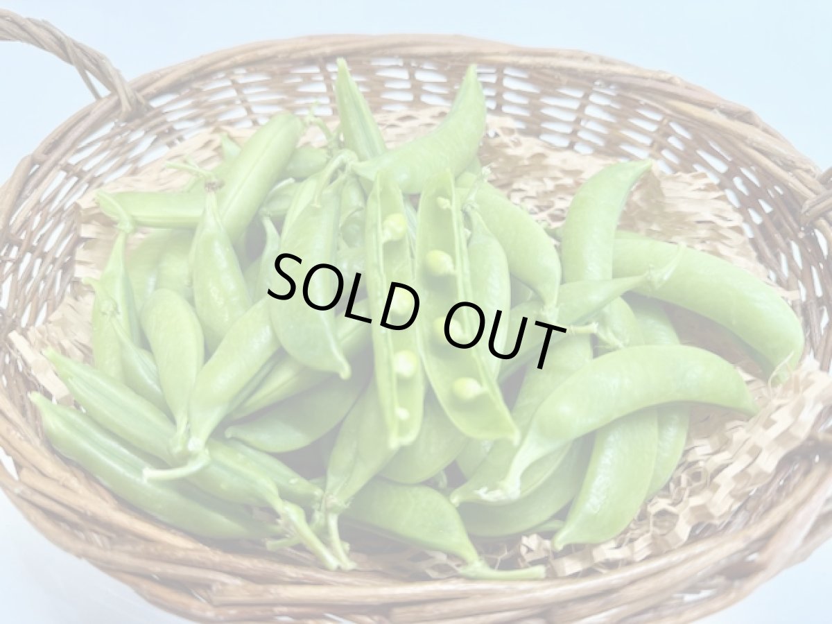 画像4: 【新商品】沖縄県産 スナップエンドウ 500g 甘味があって美味しいです!オススメ商品! (4)