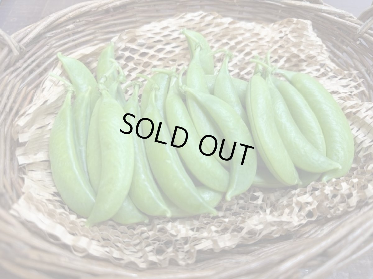 画像3: 【新商品】沖縄県産 スナップエンドウ 500g 甘味があって美味しいです!オススメ商品! (3)