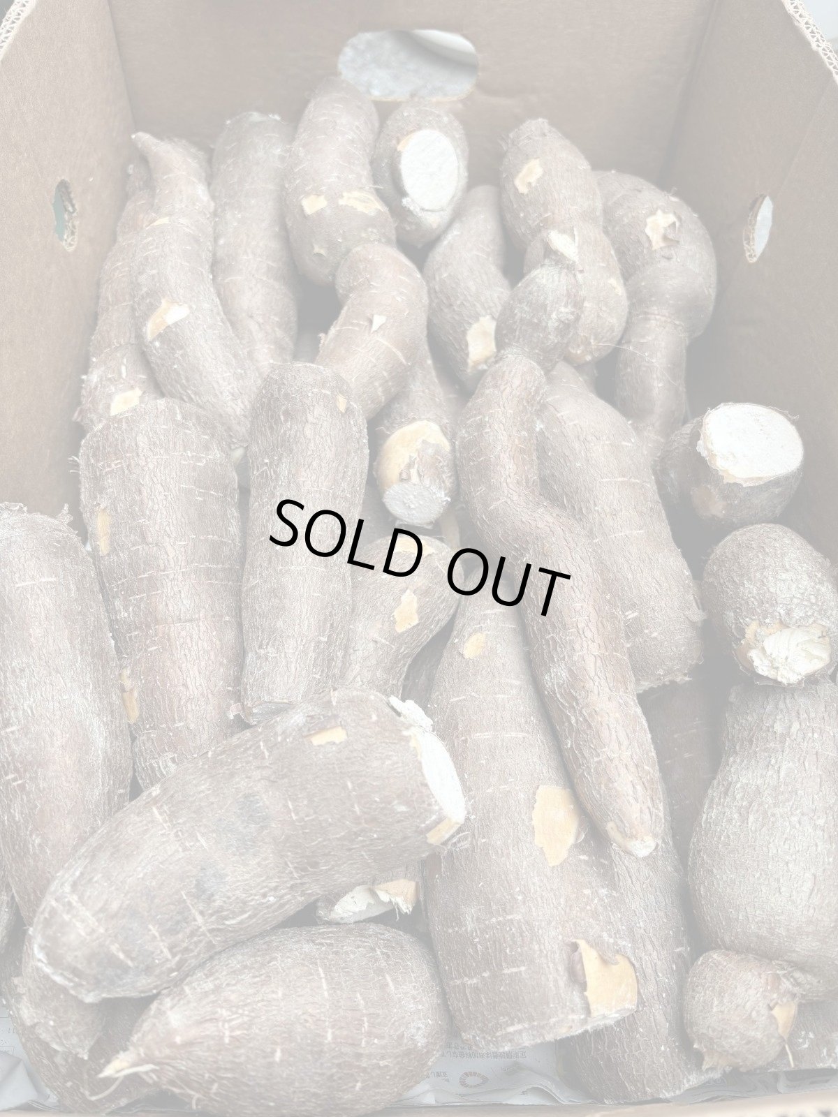 画像2: 沖縄県産 キャッサバ 1ｋｇ 【数量限定20ｋｇ】※毒抜き必須商品です。 (2)