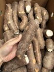 徳之島産キャッサバ生芋20キロ入り 徳之島産キャッサバ生芋20キロ入り